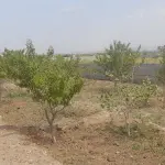 1000029051-1